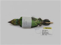 藏品(五色鳥)的圖片